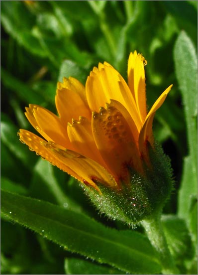 sm 259 Field Calendula.jpg - Field Calendula (Calendula arvensis): A native of Europe, this was rampantly growing in the lawn outside  the fence of the Martha Walker Native Garden.